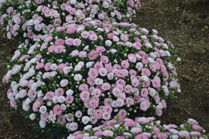 Dianthus Pretty Poppers&trade; Appleblossom Burst