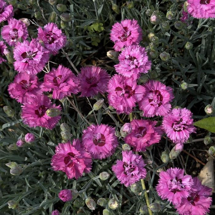 Dianthus Pretty Poppers&trade; Goody Gumdrops