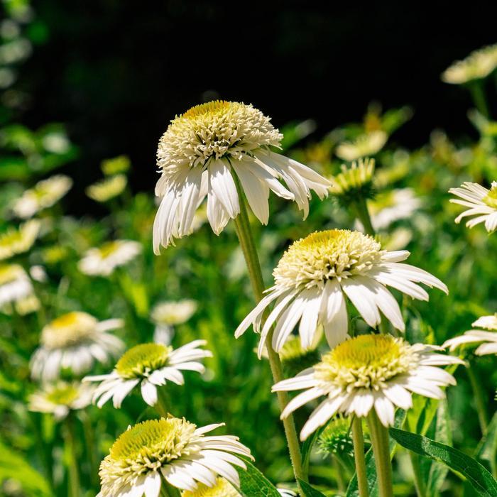 Echinacea purpurea Vanilla Drip™