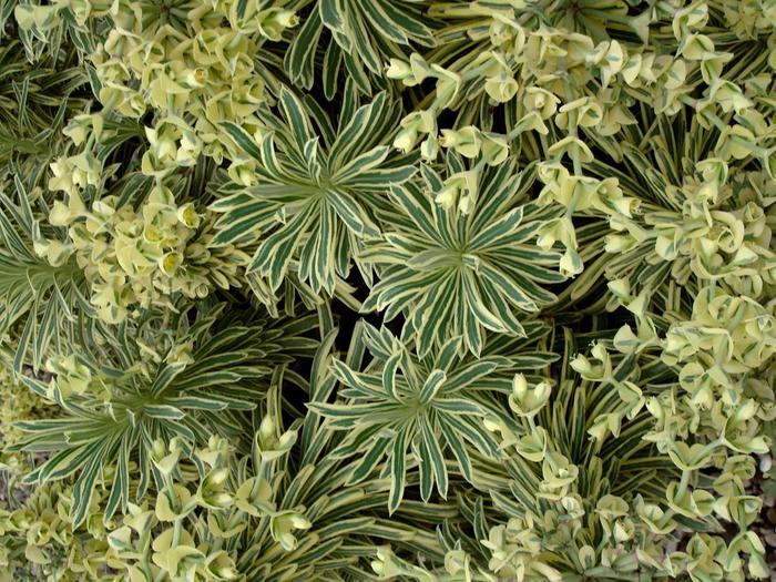 Euphorbia Sahara&trade; Tasmanian Tiger