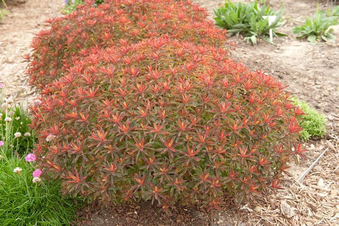 Euphorbia polyanthemus Bonfire