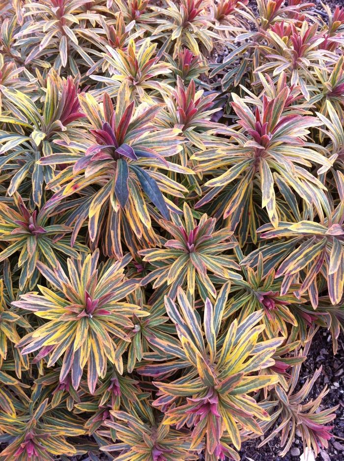 Euphorbia x martinii Sahara&trade; Ascot Rainbow