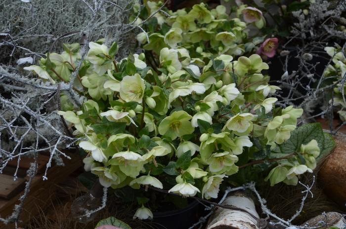 Helleborus Frostkiss&reg; Molly's White