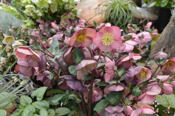 Helleborus Frostkiss&reg; Penny's Pink&reg;