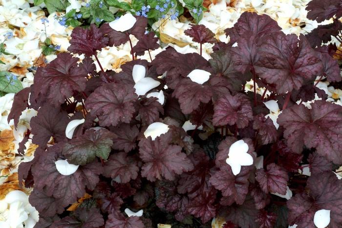Heuchera Amethyst Myst