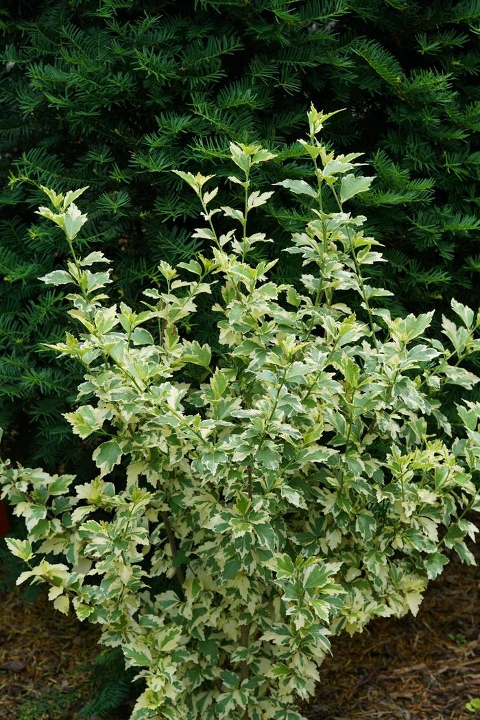 Hibiscus syriacus Sugar Tip&reg; Gold