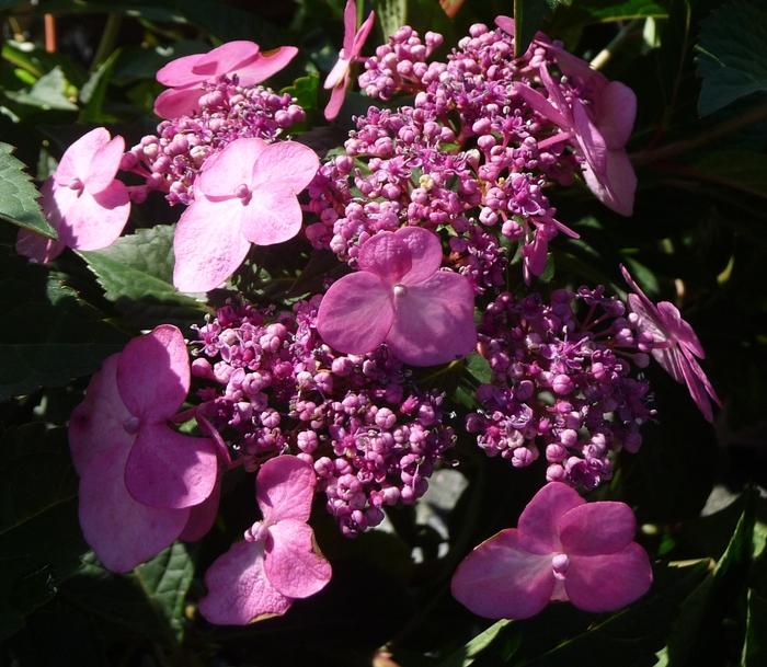 Hydrangea macrophylla Twist-n-Shout