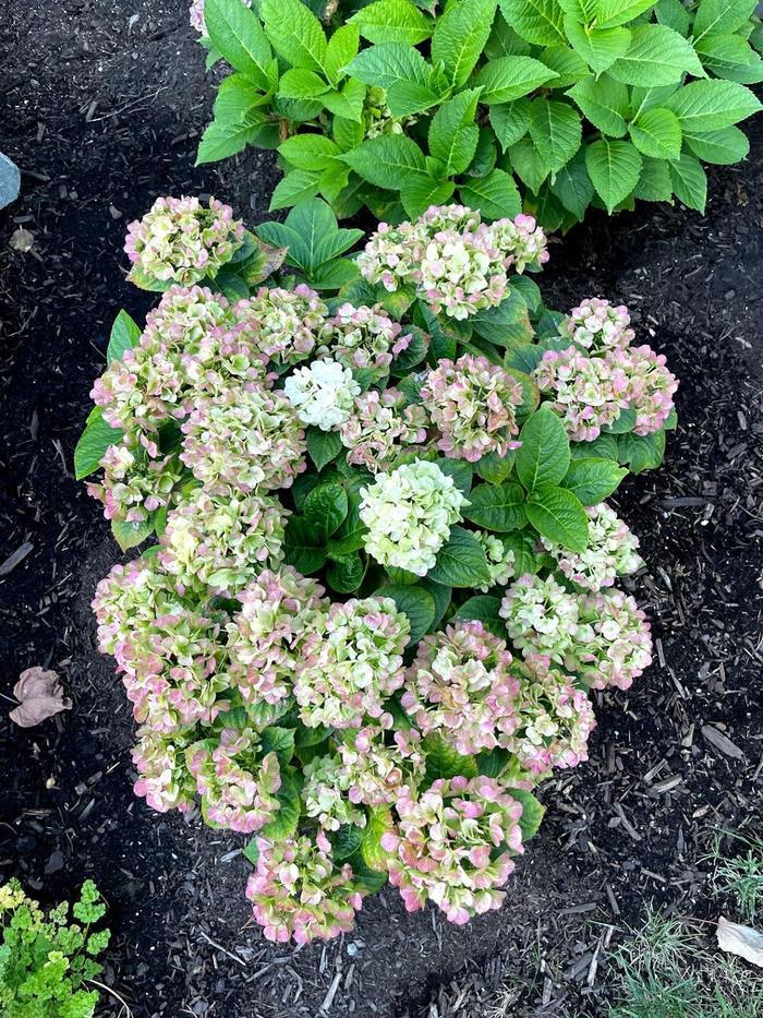 Hydrangea macrophylla Grin and Tonic&trade;