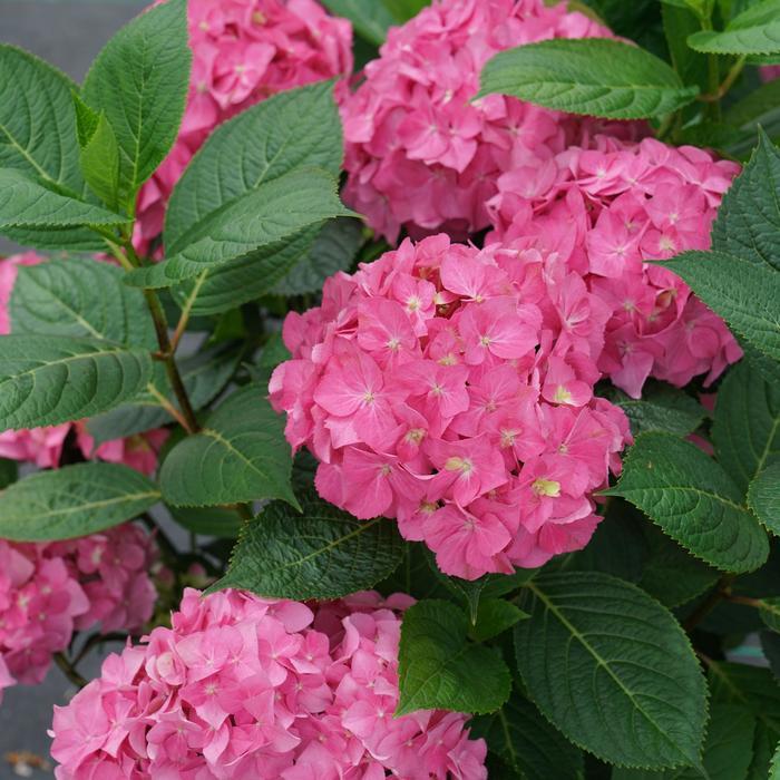 Hydrangea Let's Dance&reg; Arriba!&reg;