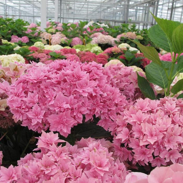 Hydrangea macrophylla Starfield&trade;