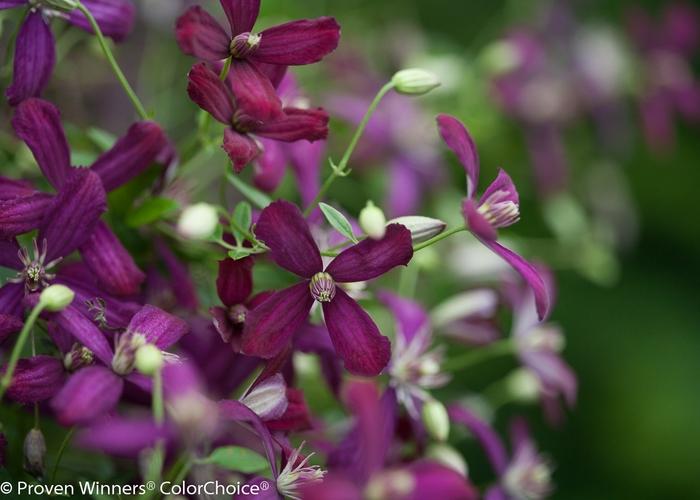 Clematis Sweet Summer Love