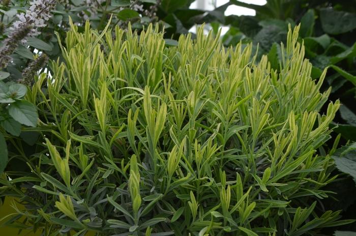 Lavandula angustifolia Platinum Blonde&trade;