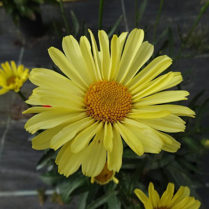 Leucanthemum x superbum Realflor&reg; CC Real Sunbeam