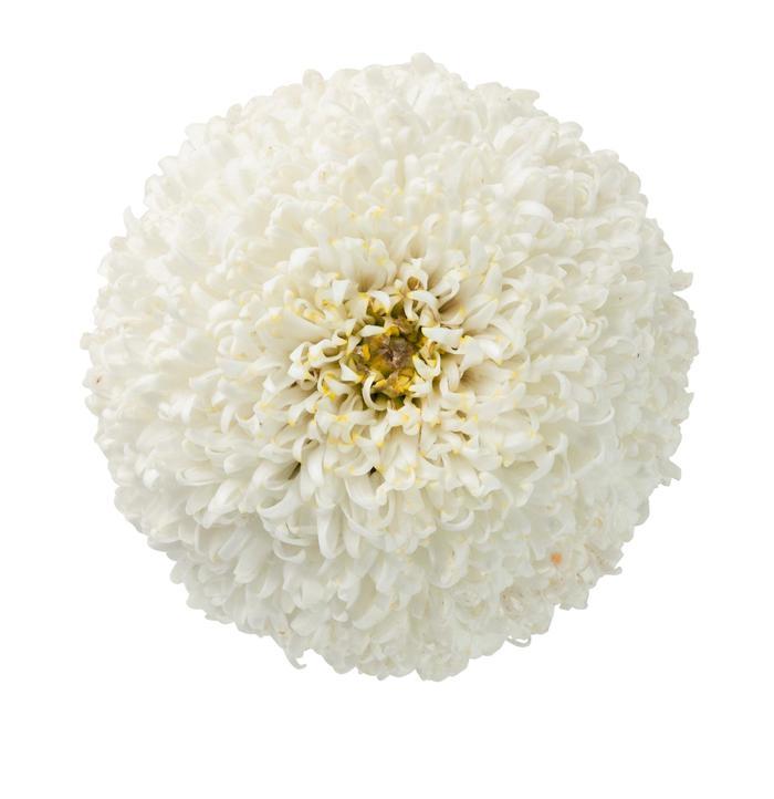 Leucanthemum x superbum Realflor&reg; CC Real Tiny Bubbles