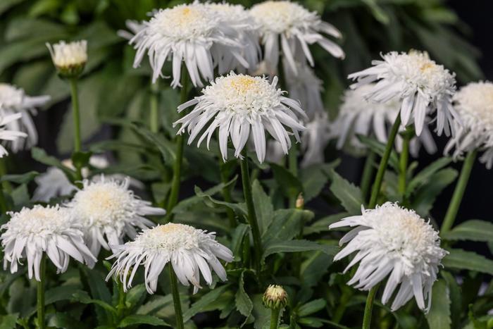 Leucanthemum x superbum Carpet Angel&reg;