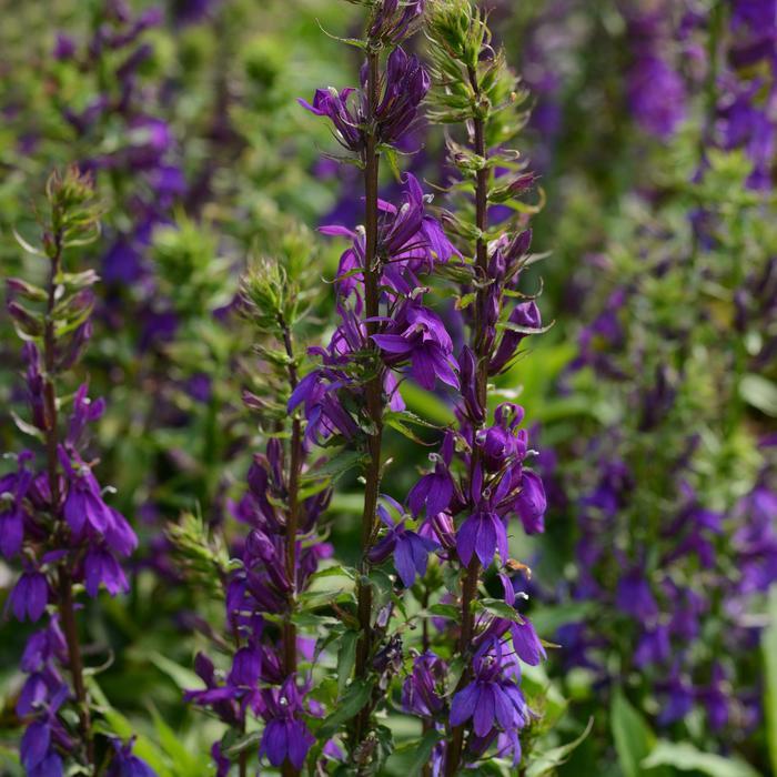 Lobelia x speciosa Starship&trade; Blue 