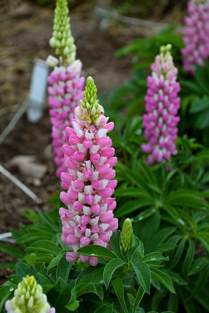 Lupinus polyphyllus Mini Gallery&trade; Pink Bicolor