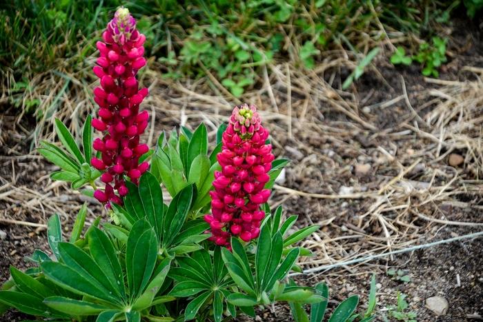 Lupinus polyphyllus Mini Gallery&trade; Red