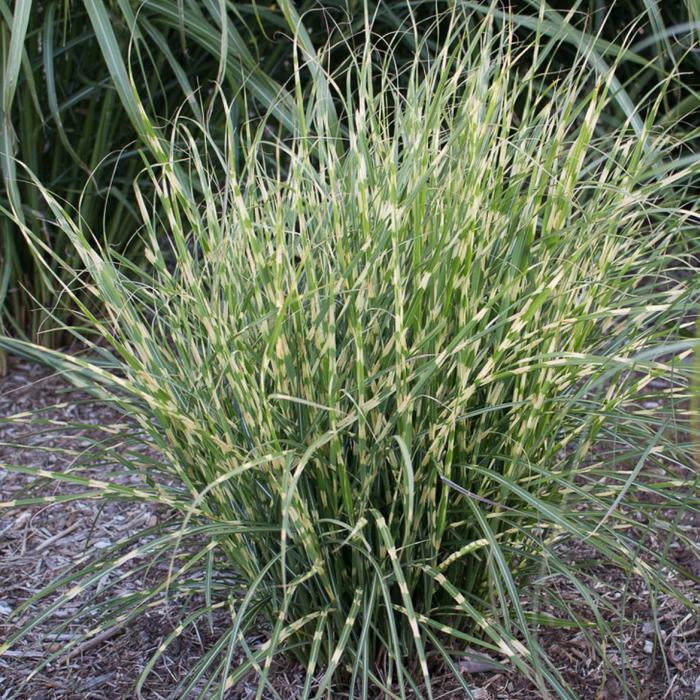 Miscanthus sinensis Bandwidth