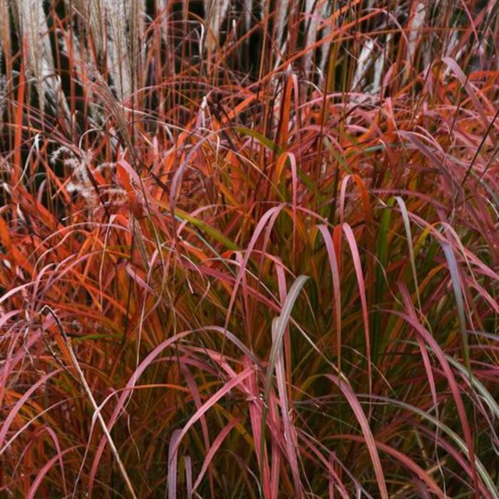 Miscanthus sinensis Mystal&trade; Fire Dragon
