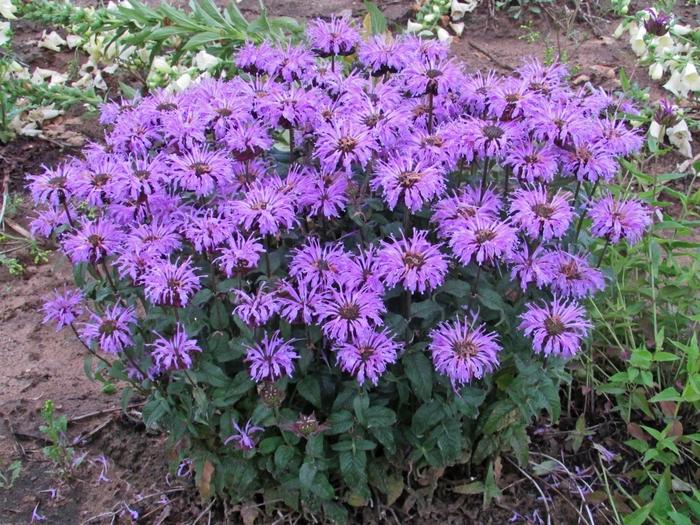 Monarda didyma Sugar Buzz&reg; Blue Moon