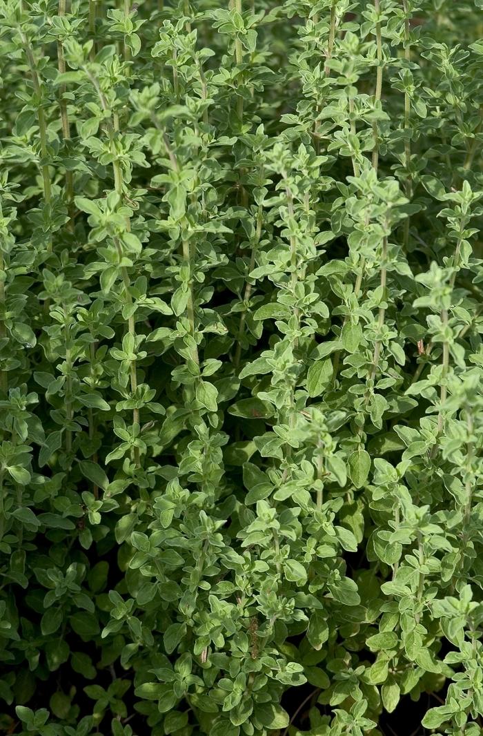 Origanum majorana 