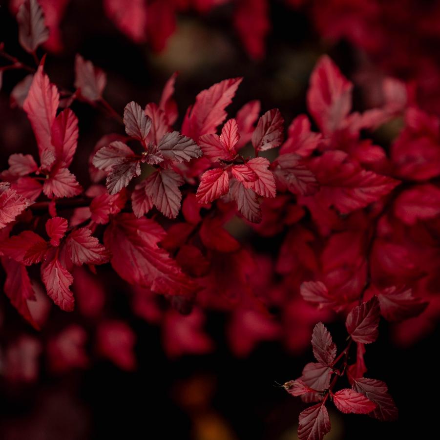 Physocarpus opulifolius 'Calico Kitty™' - Ninebark from Bloomin' Easy