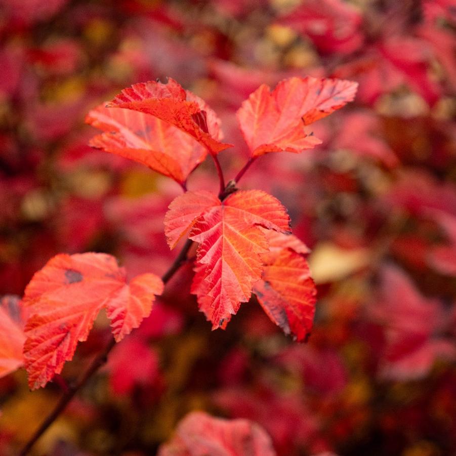 Physocarpus opulifolius 'Savannah Sunset™' - Ninebark from Bloomin' Easy