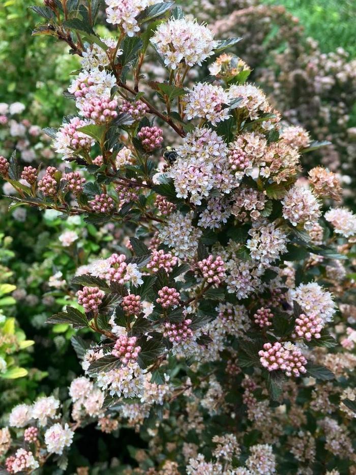 Physocarpus opulifolius Sweet Cherry Tea&trade;