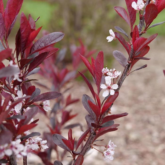 Prunus x cistena Stay Classy&reg;