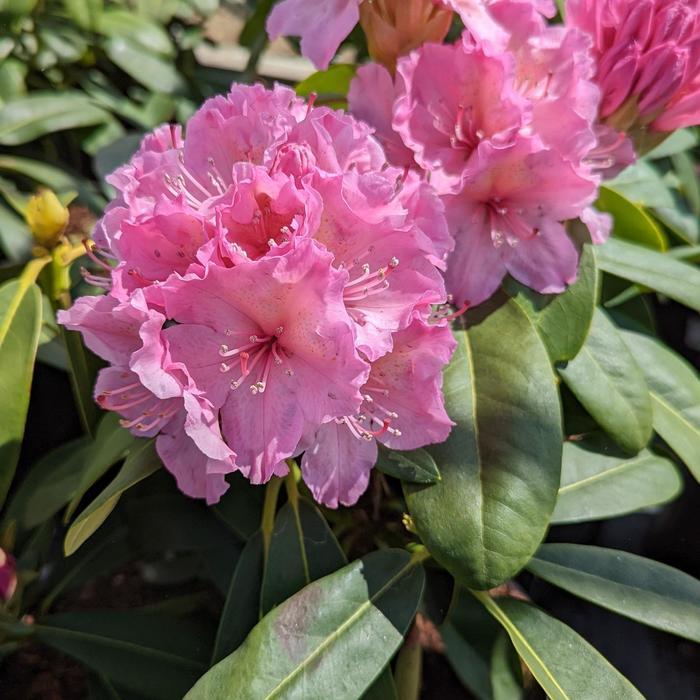Rhododendron Holden's Fuchsia