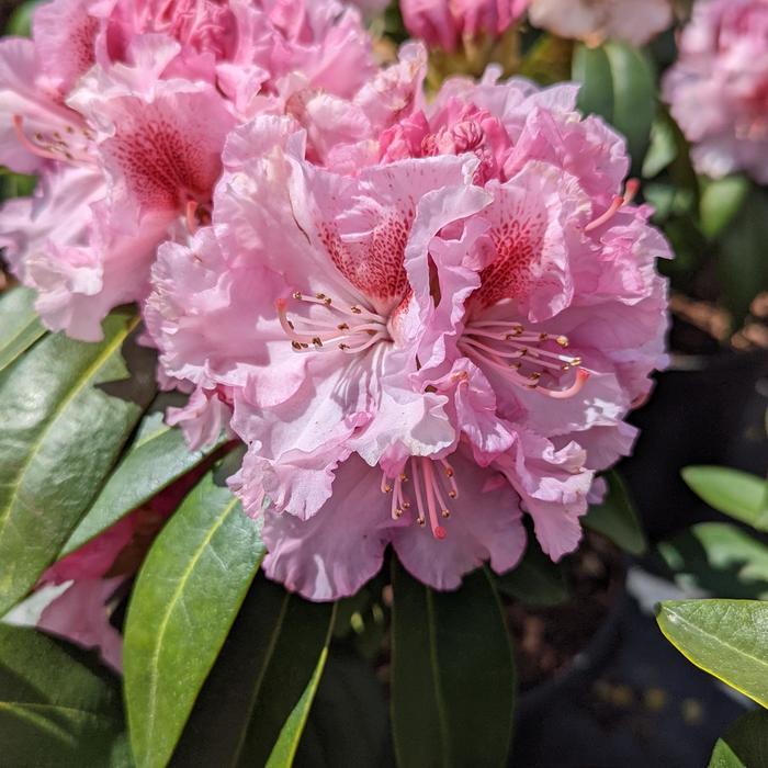 Rhododendron Holden's Pink Flare