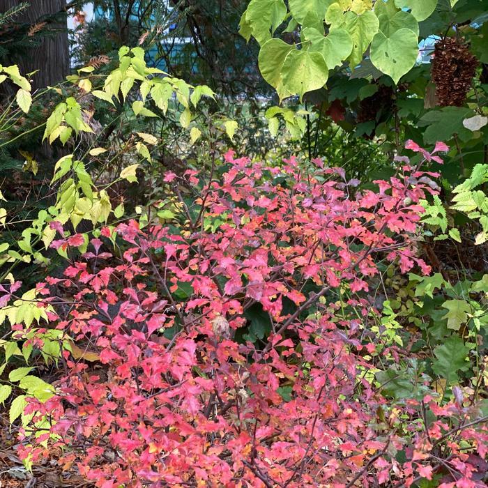 Rhus aromatica Lacette&trade;