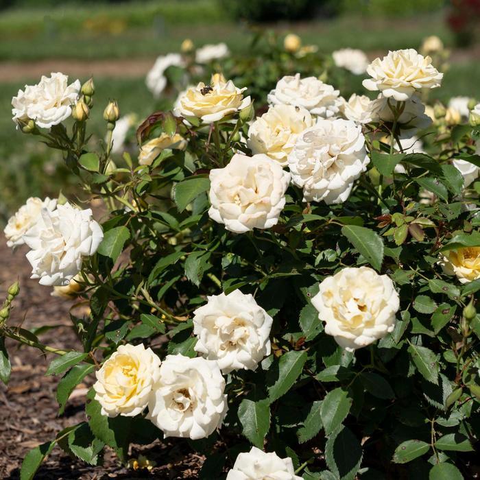 Rosa Buttercream Drift&reg;
