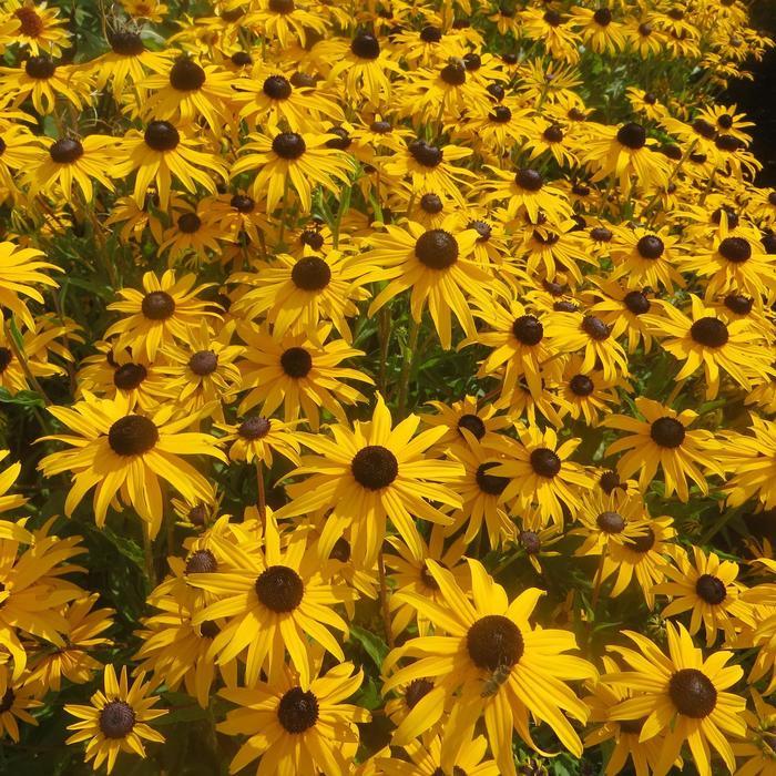 Rudbeckia fulgida var. sulivanttii Goldblitz