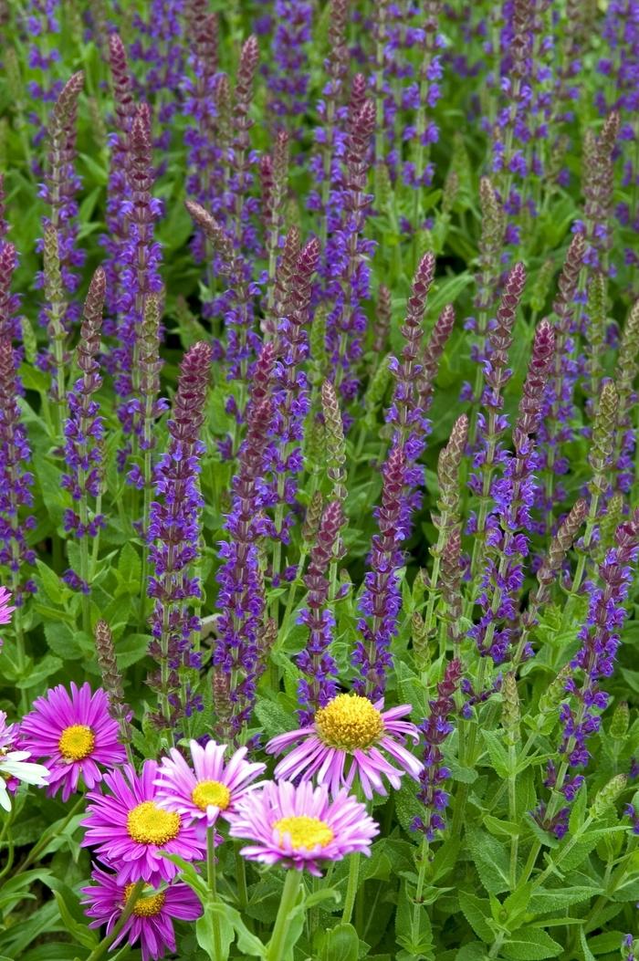 Salvia nemorosa East Friesland (Ostfriesland)
