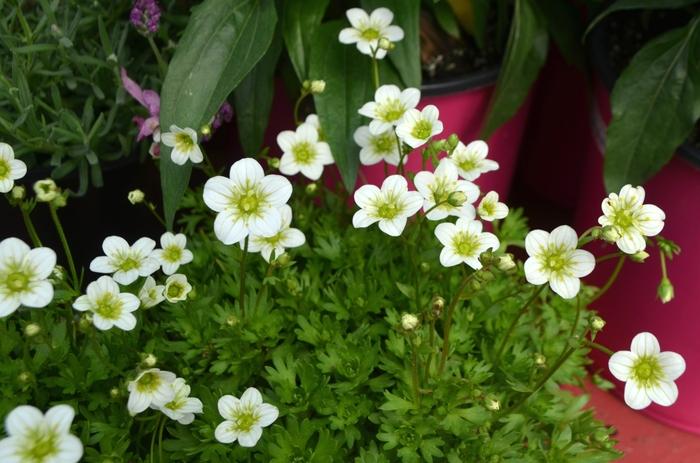 Saxifraga x arendsii Alpino Early&trade; Lime