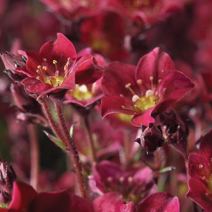 Saxifraga x arendsii Touran&trade; Deep Red Imp