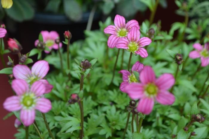 Saxifraga x arendsii Touran&trade; Pink