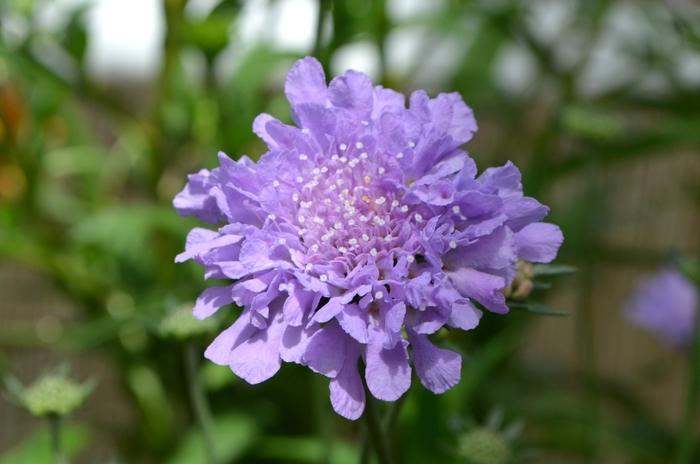 Scabiosa columbaria Flutter&trade; Deep Blue