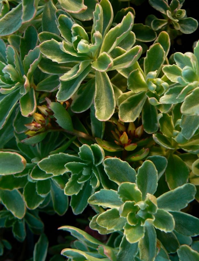 Sedum kamtschaticum f. variegatum 