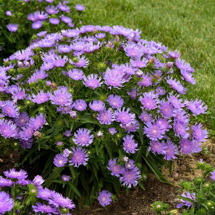 Stokesia laevis Totally Stoked&trade; Riptide