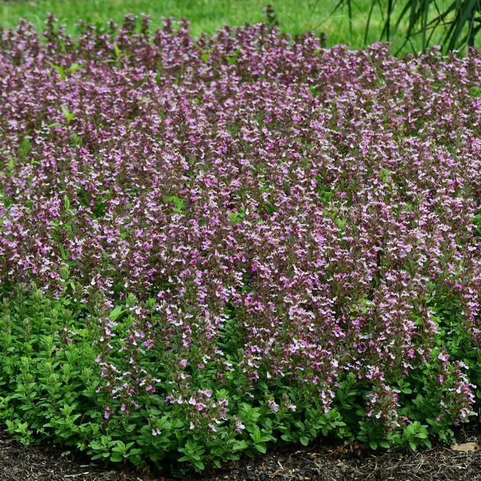 Teucrium chamaedrys var. nuchense Pride of Georgia