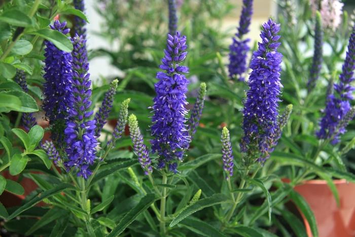 Veronica Dark Blue