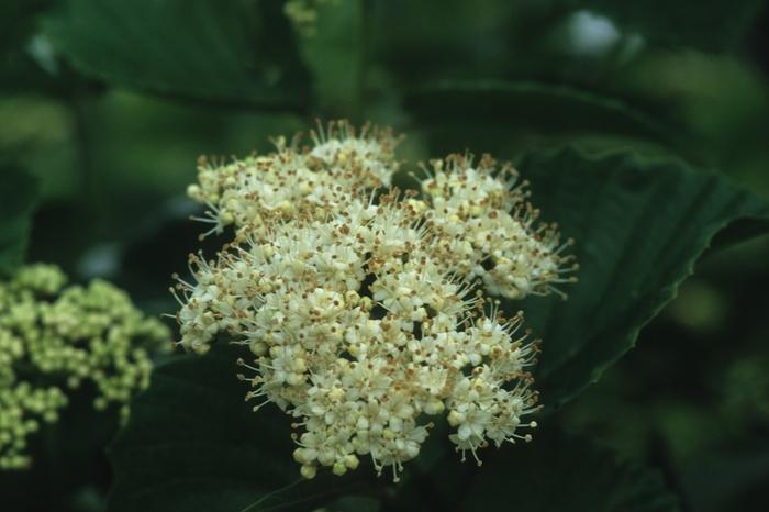 Viburnum dentatum Northern Burgundy&trade;