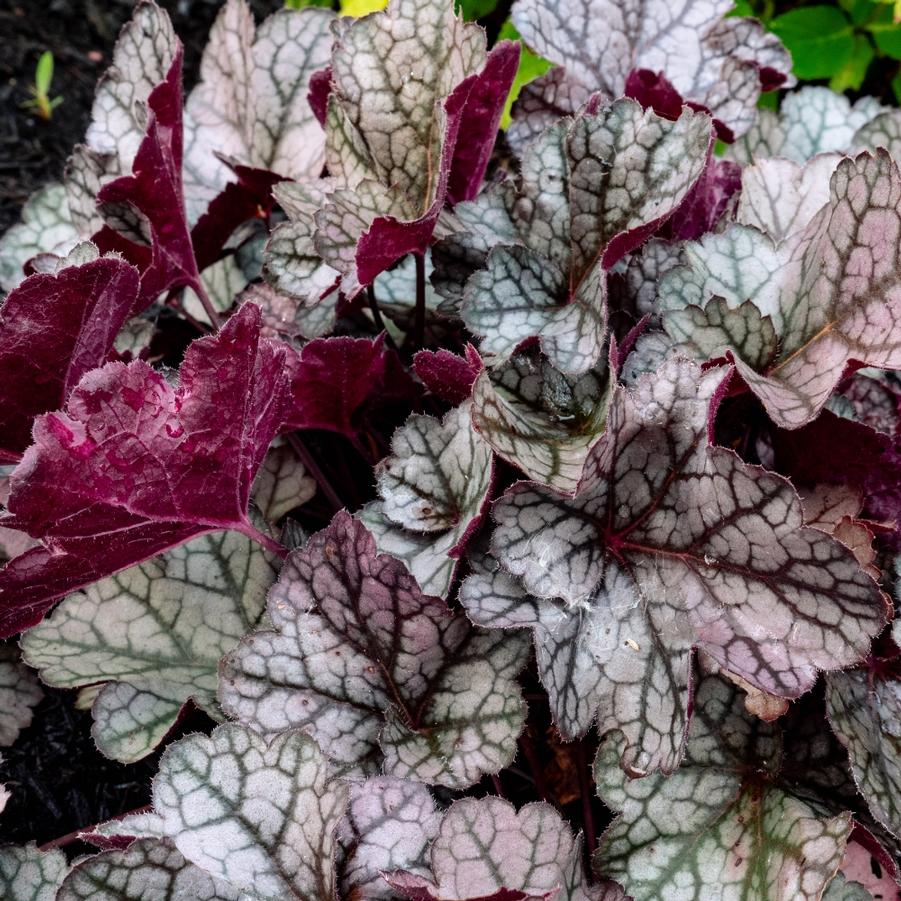 Heuchera 'Spice Curls™' - Coral Bells from Bloomin' Easy