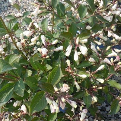 Weigela Afterglow&trade;