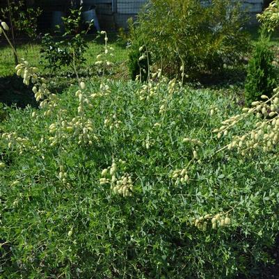 Baptisia australis alba 