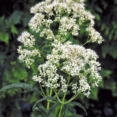 Eupatorium fistulosum f. albidum Ivory Towers