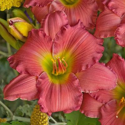 Hemerocallis Happy Ever Appster&trade; Passionate Returns